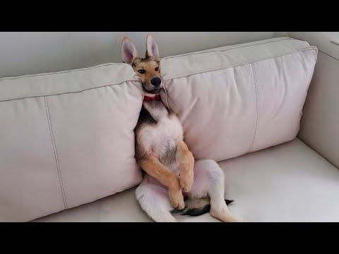 Videos Divertidos De ANIMALES 😊 Los GATOS 😹 y PERROS 🐶 Más Graciosos 2024