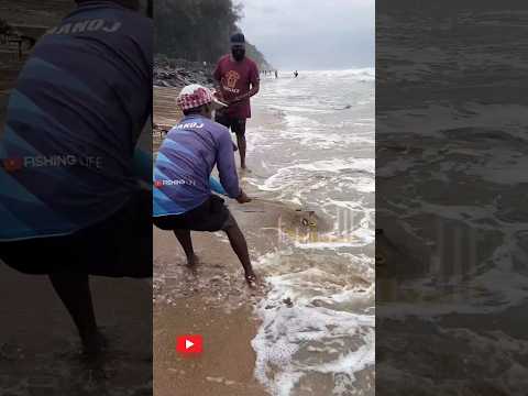 എത്ര തൂക്കം വരും ? guess the weight #fishinglife #fish #fisherman #beach