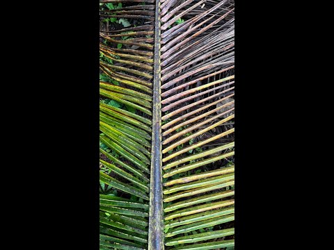 #shorts, ഞെട്ടിച്ചുകളഞ്ഞല്ലോ,,, നമ്മുടെ തെങ്ങോല,,Amazing coconut leaf craft,
