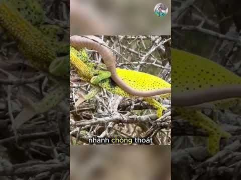 Trận tử chiến giữa Mamba đen và tắc kè hoa #thếgiớiđộngvật