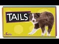 Understanding Animal Tails