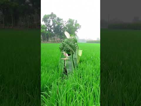 বক শিকার করার সেরা ভিডিও 🦩🦩 #new #super #training #viral #short #video