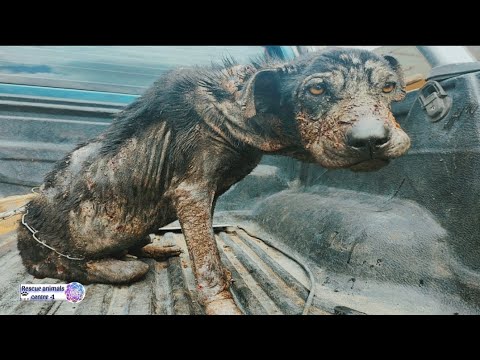 After 2 years transformation rescued stray dog