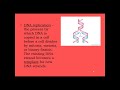 Exploring DNA Structure and Replication