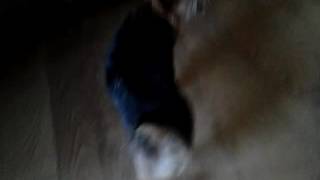 Our dog (mittens) reacts to dogs barking