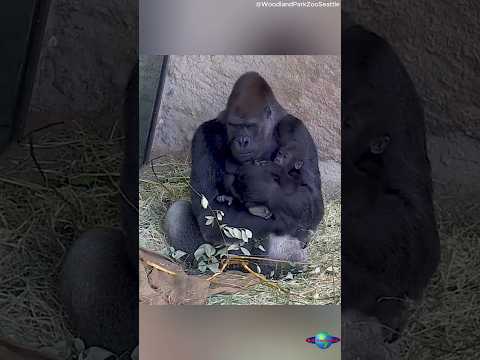 Cute Alert! Gorilla Dad and Son