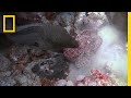 Ocean Predators: Stonefish vs. Moray Eel