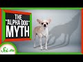 Understanding Dog Training and Alpha Theory