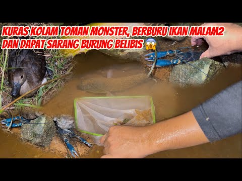 Kuras kolam toman monster, berburu ikan babon malam2 dan dapat sarang belibis