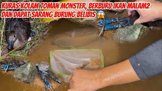 Kuras kolam toman monster, berburu ikan babon malam2 dan dapat sarang belibis
