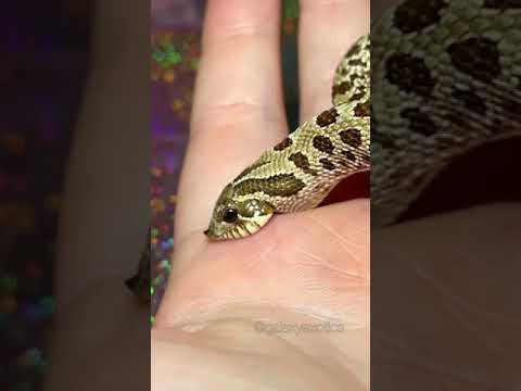 HOGNOSE ATTACKS  #reptile #animal #snake