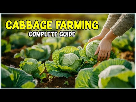 Cabbage Farming: Complete Guide | How to grow Cabbage at Home