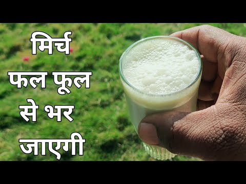 इस चीज से मिर्च फल फूल से भर जाएगी। कोई बीमारी भी नहीं रहेगी