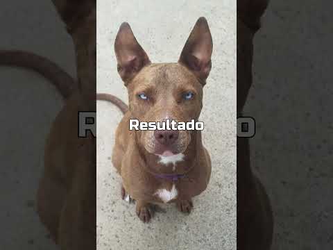 💥Mezcla de Pit Bull Terrier + Husky Siberiano