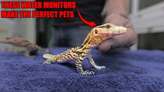 We Made The Perfect Asian Water Monitor! (For You)