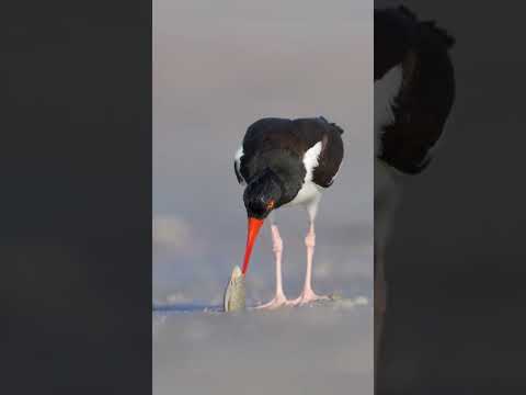 Adorable Bird Strolls on the Beach 🐦🏖️ #BirdWalk #BeachLife #NatureShorts