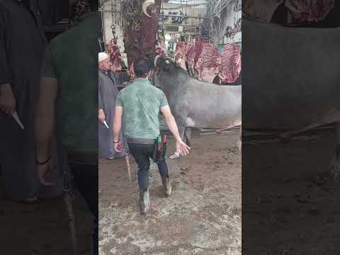كل سنه و انتم طيبين