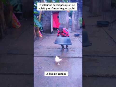 le voleur ignorait qu'on ne volait pas n'importe quel poulet