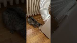 Canicule : Inspection de la clim par mon chat (il a compris le réchauffement climatique) 🤣🤣