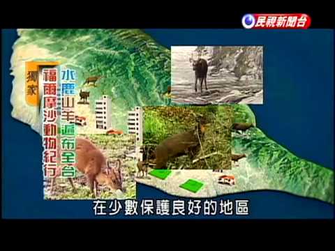 如何分辨水鹿.山羌 探索台灣動物－民視新聞 - YouTube(2分52秒)