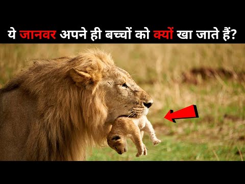 अपने ही बच्चों को क्यों खा जाते हैं ये जानवर? Wildlife Adventure In हिन्दी।