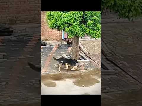 the black dog is so fierce #shortvideo #funny #song #animals #subscribe #subscribe #shortsfeed#short