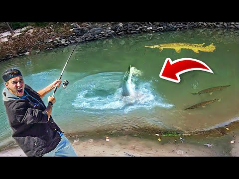 TENTANDO PESCAR um PEIXE JACARÉ GIGANTE no LAGO