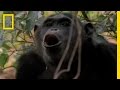 Understanding Male Behavior in Chimpanzees