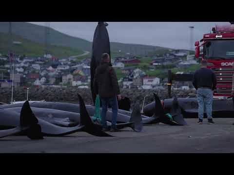 Raw Footage: 51 Pilot Whales Killed in the Faroe Islands