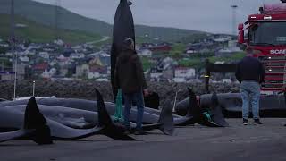 Raw Footage: 51 Pilot Whales Killed in the Faroe Islands