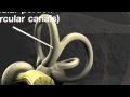 Understanding the Human Ear