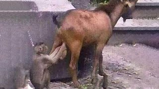 Fails so bad you don’t know whether to laugh or cry - Funniest Videos Animals 🐧