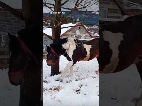 The horse is new Doesn't know me yet