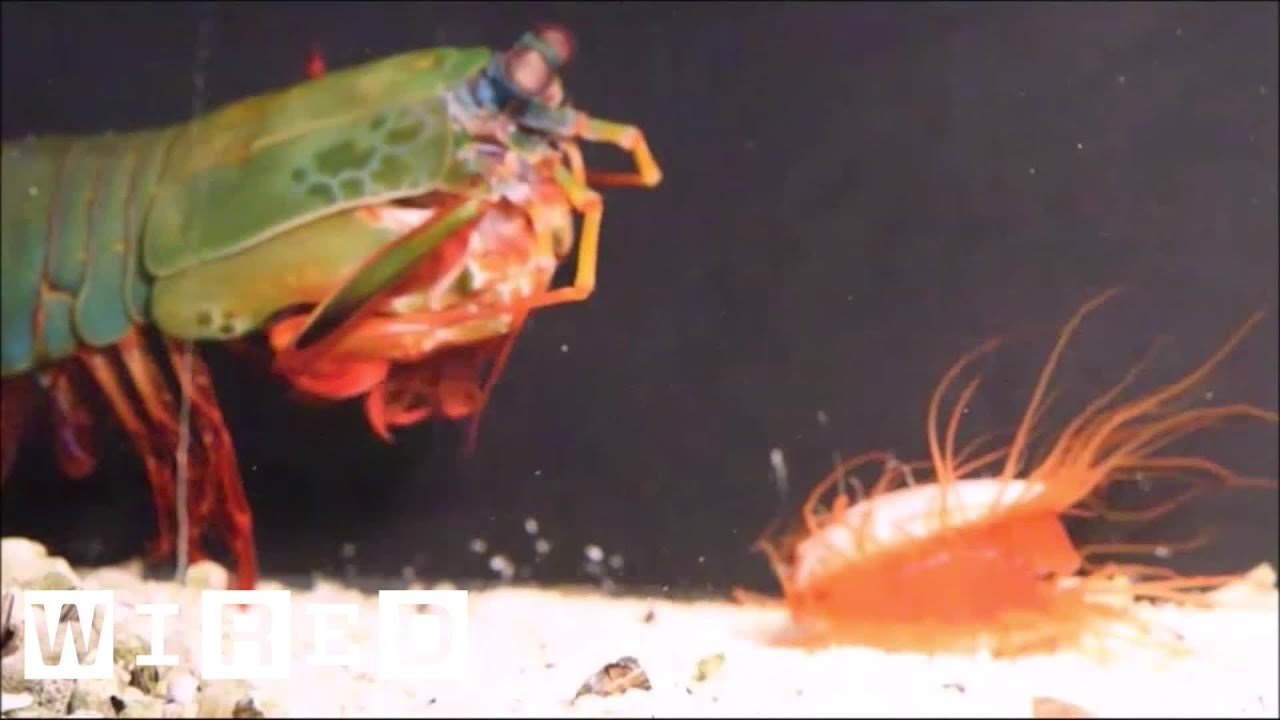 How the Disco Clam Uses Light to Fight Super-Strong Predators