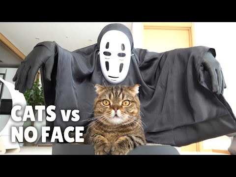Cats vs No-Face | Kittisaurus
