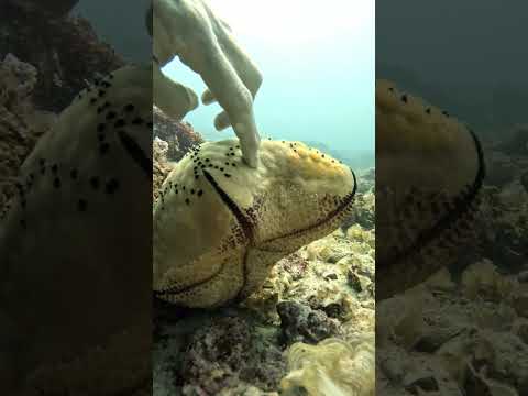 Weird Sea Creature #fish #hunting #scubadiving @SCUBAPRO #stranger #wierd #oceanlife
