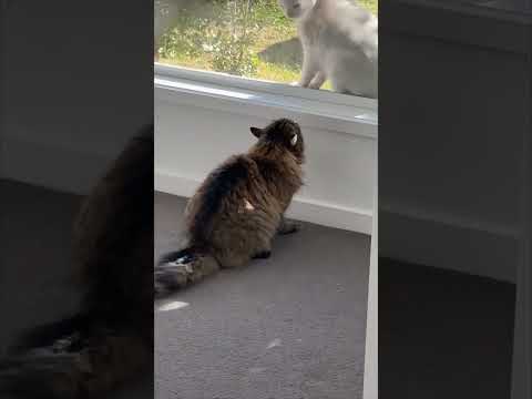 ? Cats meowing that'll warm your heart and make you smile ? #shorts