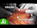 Understanding Organs and Their Definitions