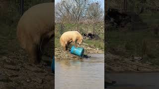 New toy for Polar Bears