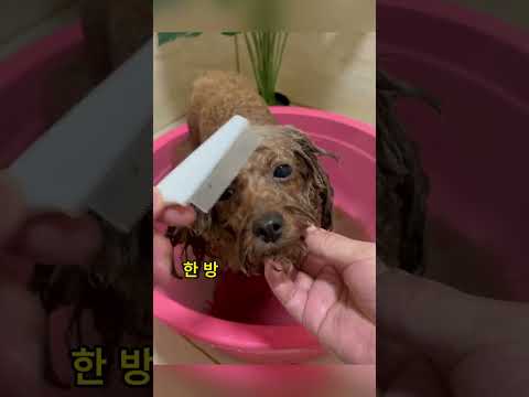 이 개는 목욕하고 나서 더 잘생겼어요