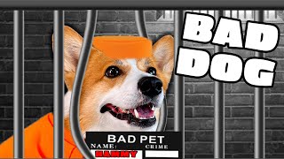 Hammy BREAKS the Law 😱😱😩 BEST of Talking Dog Compilation