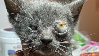 Elimiting An Enormous Cuterebra From Tiny Kitten #1001