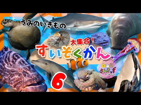 水族館へ行こう！6【子供向け 海のいきものアニメ】海の生き物 お魚さんたちが大集合！ウミガメ イルカ サメなど人気の生き物から面白い 深海魚 まで16種類の名前を覚えよう【知育動画】