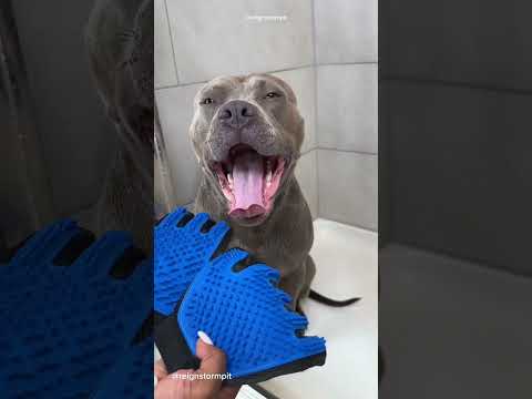 Dog Grooming ASMR #viral #asmr #doggrooming #dogbath #satisfying