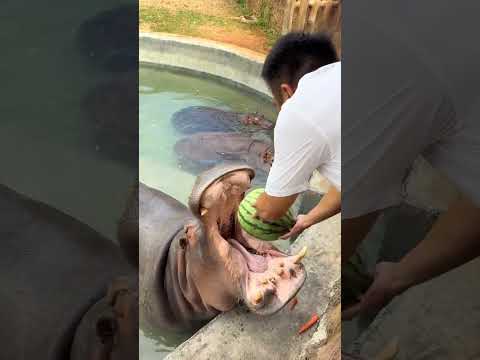 Hippo challenge 15 kilograms of watermelon in one bite of juice hippopotamus eat watermelon