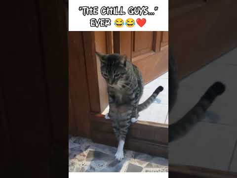 *THE CHILL GUYS...* EVER😂😂😍 #trendingshorts #cute #funny #animals #ytshorts #viralshort #cat