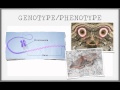 Genetics and DNA Concepts
