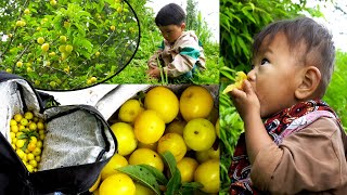 Village fruit plum enjoying Jonson & friends@Manjitamrnati @AloneAdhirajnepal