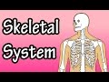 Human Skeletal System Concepts