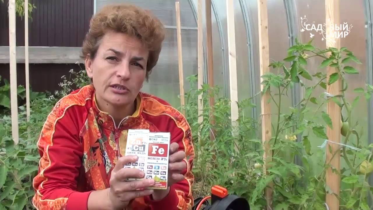 Почему желтеют листья томатов Удобрения с микроэлементами
